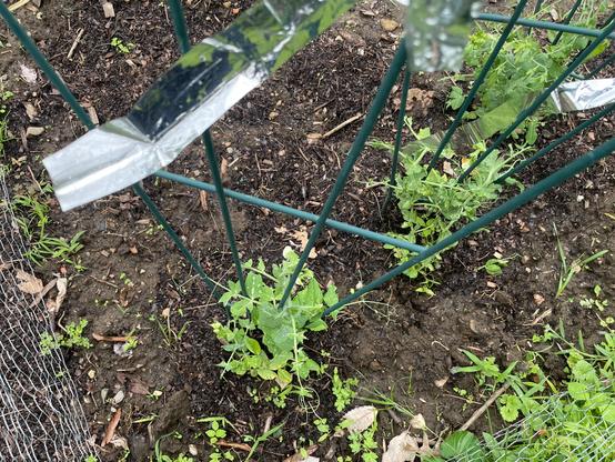 Shiny metallic strips of plastic attached to a trellis, which mangled pea plants at the base.
