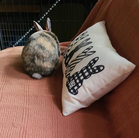 A light-orange and black house rabbit sits on a faded, rust-colored couch. View from behind, featuring his round butt and white tail. To his right is a white throw pillow with 4 black and white rabbit designs, also presented from behind. So 5 bunny butts in total.