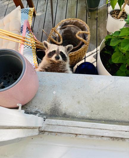 Ein neugieriger Waschbär schaut über den Rand einer grauen Betonbrüstung direkt in die Kamera. Man sieht seinen Kopf und seine Schultern. Er hat die typische schwarze Augenmaske und einen aufmerksamen, fast fragenden Gesichtsausdruck. Die Aufnahme ist aus einer leicht erhöhten Perspektive gemacht, als würde man von drinnen auf einen Holzbalkon blicken. Im Hintergrund sind verschiedene Balkongegenstände zu sehen: links ein rosafarbener Keramiktopf und ein Stuhl mit Kissen, hinter dem Waschbären ein geflochtener Korb und rechts mehrere Topfpflanzen mit grünen Blättern.