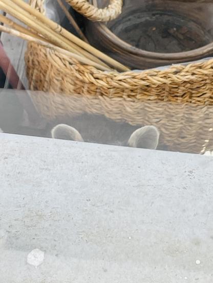 Ein verspieltes oder schüchternes Bild, auf dem nur die Spitzen der Ohren eines Waschbären zu sehen sind. Das Tier versteckt sich hinter einer grauen, strukturierten Betonbrüstung, die den unteren Teil des Bildes einnimmt. Über der Brüstung, im unscharfen Hintergrund, ist ein geflochtener Weidenkorb mit einigen dünnen Stöcken darin zu erkennen. Die Komposition erzeugt ein Gefühl von Neugier und den Eindruck, als würde man bei einem Versteckspiel zusehen.