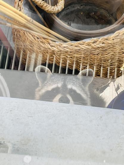 Ein neugieriger Waschbär schaut über den Rand einer grauen Betonbrüstung. Sichtbar ist nur der obere Teil seines Kopfes mit den Ohren, der charakteristischen schwarzen Augenmaske und der Nase. Sein Gesicht ist durch eine leichte Spiegelung oder ein Gitter leicht abgedunkelt, was den Eindruck erweckt, er würde heimlich spähen. Im Hintergrund ist ein unscharfer Weidenkorb mit Stöcken zu sehen.