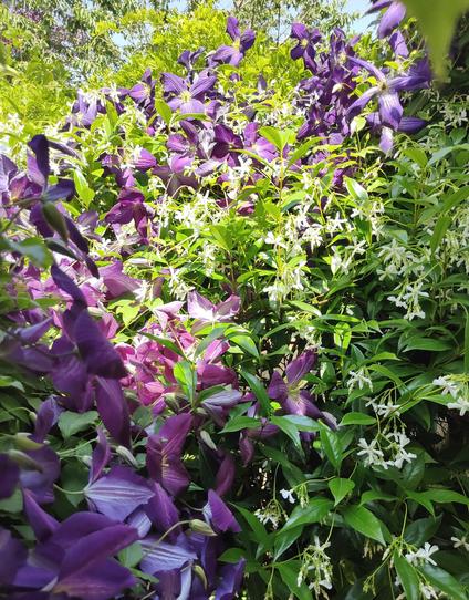 Une flopée de grandes fleurs violettes et petites fleurs en étoile blanches qui s'emmêlent , en hauteur.