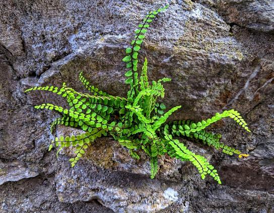 A vibrant green fern, possibly Asplenium trichomanes, grows out of a crevice in a grey stone wall. Its fronds are arranged in a rosette, with small, round leaflets neatly aligned along dark stems. The rough texture of the ancient wall contrasts with the delicate, fresh foliage of the fern.