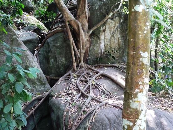 KI, überarbeitet: Das Bild zeigt eine natürliche Szene in einem Wald, in der sich die Wurzeln eines Baumes um große, glatte Felsen gewickelt haben. Die Wurzeln sind dicht und verlaufen über die Oberfläche der Felsen, was auf eine starke Verankerung des Baumes hinweist. Der Baumstamm ist dicht mit weißen Flechten bedeckt, was auf die natürliche Umwelt hinweist. Um den Baum herum wachsen verschiedene Pflanzen, und die Umgebung ist von dichtem Grün umgeben, was auf eine feuchte und sonnige Umgebung schließen lässt. Die Felsen sind von Moos und Flechten bedeckt. Die Szene vermittelt ein Gefühl von Wachstum und Resilienz in der Natur.

Bereitgestellt von @altbot, privat und lokal generiert mit Ovis2-8B

🌱 Energieverbrauch: 0.223 Wh