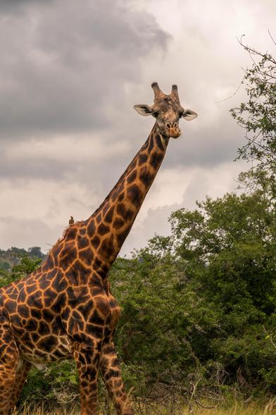 A giraffe stands in a natural environment, with its long neck and distinctive spotted coat. The background features green vegetation under a cloudy sky. A small bird is perched on the giraffe's neck.