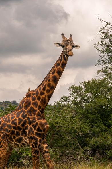 A giraffe stands in a natural environment, with its long neck and distinctive spotted coat. The background features green vegetation under a cloudy sky. A small bird is perched on the giraffe's neck.