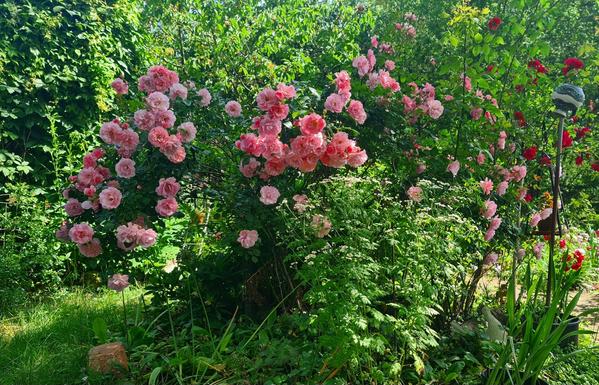 Gartenszene mit Wiese und üppiger Vegetation. In der Mitte und im Hintergrund große Stauden. Mittelpunkt des Bildes ist ein Rosenstrauch, der üppig mit rosa Blüten übersät ist. Rechts ist ein anderer rosenstrauch mit roten Blüten zu sehen, ebenso eine umgestülpte Kanne auf einem Stiel als deko. Die Szene ist überwiegend schattig, man sieht Flecken, wo das Sonnenlicht durch Blätter scheint.