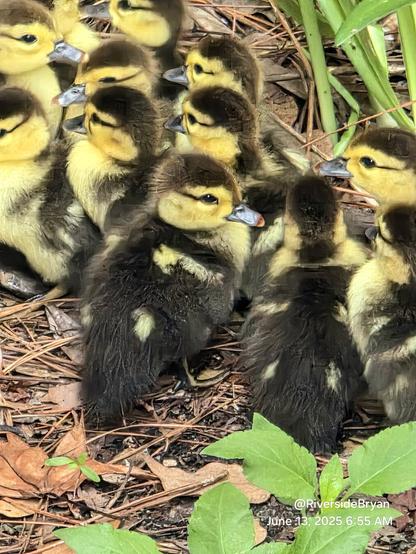 A large group of baby muscovy ducklings huddled together in a patch of dry leaves and fallen pine needles. All tiny fluffy balls of yellow and brown.