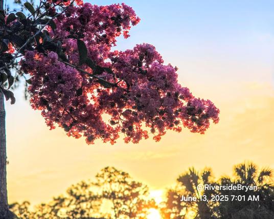 Bright, golden neighborhood sunrise over the treetops, viewed from beneath a pink and purple lilac bush.