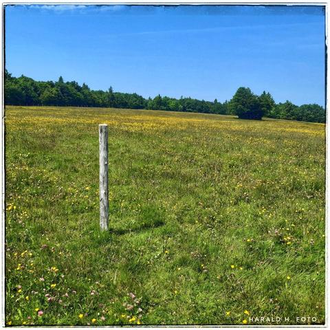 Square picture of a meadow with many yellow flowers. The sky is blue and there are green trees at the end of the meadow. On the left is a single weathered fence post in the foreground.