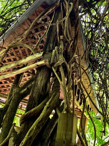 Looking up along the back side of a tin-roofed wooden shelter with wooden lattice on the underside of the roof. The supporting posts are covered in twisting wisteria vines as thick as an adult's arm. The whole area is shaded by the leaf cover of the wisteria vines.