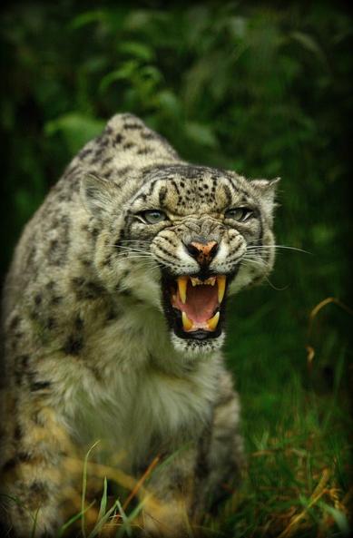 A picture of a snow leopard.