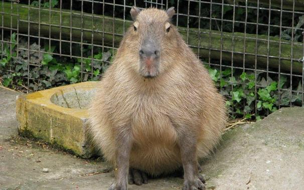Imagen de un capibara