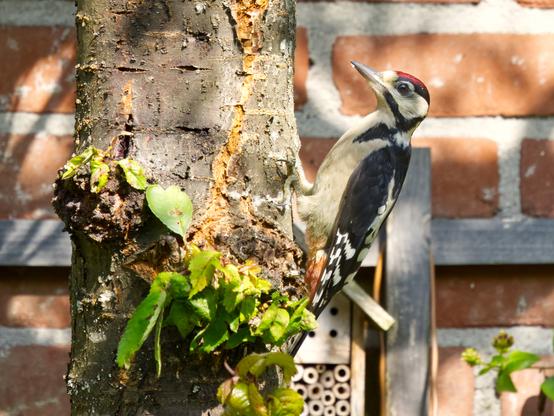 Young great woodpecker, black and white bird with red spot on head, is sitting a tree. A few green leaves and brick wall behind it