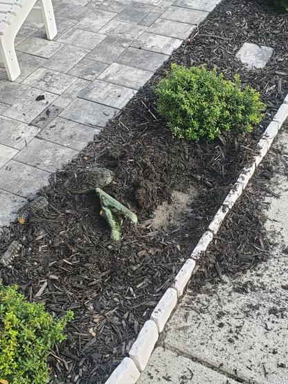 A plastic garden decoration alligator is upside down on a mulch bed. The mulch and dirt next to it have been kicked onto the front concrete sidewalk.