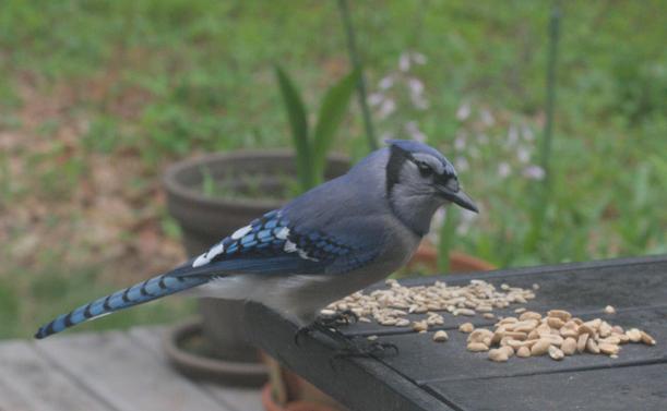 A blue jay eats sunflower seeds on a table on my deck.