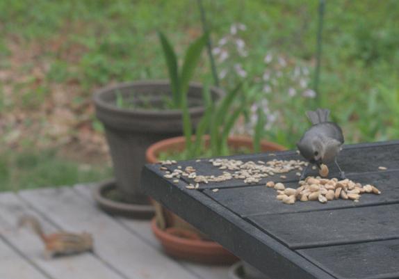 A tufted titmouse grabs a peanut from the table on my deck. In the background, a chipmunk looks for seeds on the deck.