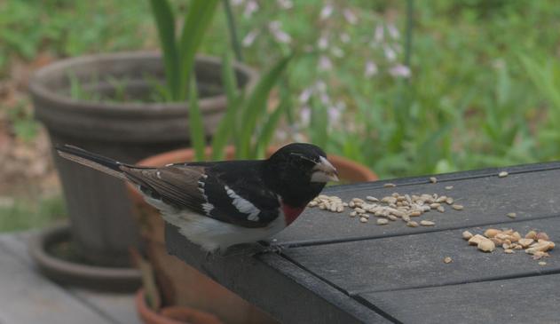 A rose-breasted grosbeak eats sunflower seeds on a table on my deck. It looks like the bird has a cobweb on its head, and may have been hunting insects before coming to the seed pile for dessert.