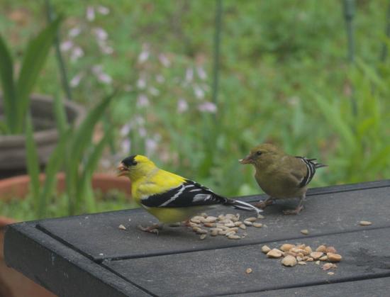 A pair of goldfinches eat sunflower seeds on a table on my deck. This is a good example of dimorphism. The female goldfinch is a lovely olive color and the male is bright yellow.