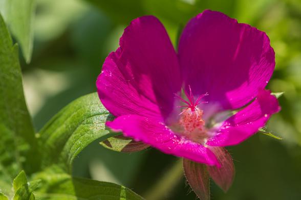 Extreme closeup photograph of a winecup or purple poppy mallow flower (Callirhoe involucrata) surrounded by out of focus green foliage. Each flower has five, reddish-purple, overlapping petals that form a cup shape surrounding a white center with a cone-shaped structure made up of many white stamens with white anthers below a reddish-purple pistil.