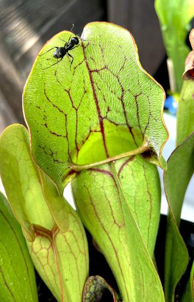 A close-up of a green Purple Pitcher Plant leaf with intricate red veining. An ant is crawling on the leaf's surface, highlighting the plant's carnivorous nature. Multiple leaves of the plant are visible in the background.