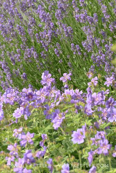 The photograph shows blue flowering geranium before also blue flowering lavender.