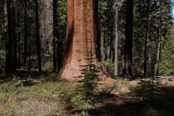 Large red tree trunk in center with seedlings in foreground and forest of smaller trees behind.