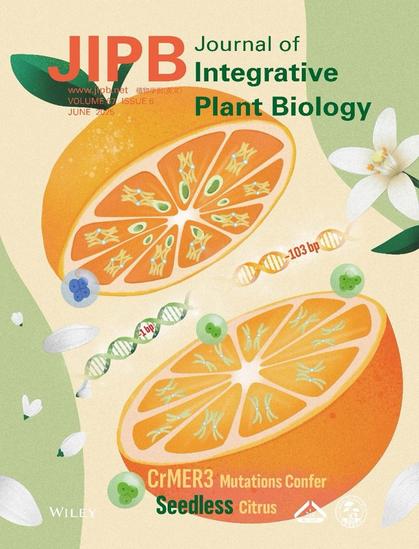 Cover of the June 2025 issue (Volume 67, Issue 6) of the Journal of Integrative Plant Biology. The cover features a bright orange citrus fruit, cut in half transversely to reveal stylized representations of meiosis in each segment. White citrus flowers surround the fruit, and strands of DNA with notations indicating deletions run between the two halves. Cover designed by Yan-Jie Fan, Wen-Wu Guo and Xiao-Meng Wu.