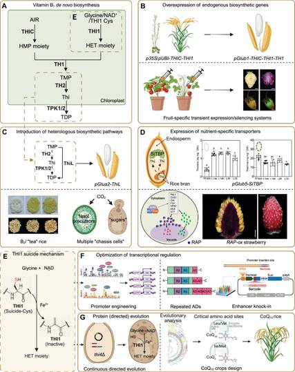 Plant synthetic biology-based strategies for biofortification: (A) Overview of the vitamin B1 de novo biosynthesis pathway in plants. (B) The strategy of overexpression of endogenous biosynthetic genes. (C) The strategy of introduction of heterologous biosynthetic pathways. (D) The strategy of expression of nutrient-specific transporters. (E) The “suicide” catalytic mechanism of THI1 in higher plants and other eukaryotes, in which its cysteine residue is irreversibly consumed, resulting in enzyme inactivation after a single turnover. (F) The strategy of optimization of transcriptional regulation via transcription factor or promoter engineering. (G) The strategy of protein (directed) evolution.