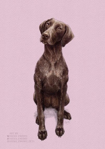 Digital colored pencil portrait of a brown colored German Shorthair Pointer dog sitting on a light pink background.