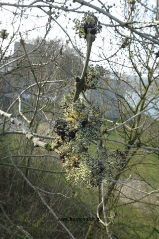 Photo of treespecies Fraxinus excelsior : Category is bloem-flower-blume-fleur-flor