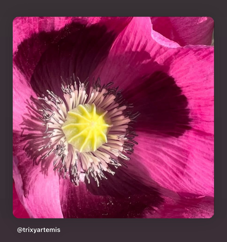 A close-up of a deep purple opium poppy with velvety petals, showing intricate details of the flower's texture and delicate central stigma. The petals are rich in color, with subtle gradients of purple and lavender, and the pistil stands out at the center, surrounded by fine, almost translucent veins.
