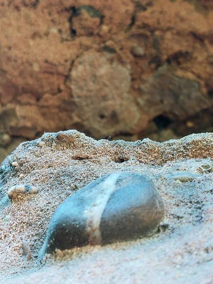 Im Vordergrund ein dicker schwarzgrauer Kiesel mit weißem Bauchstreifen, der in Sandstein "eingebacken" ist. Weitere kleinere Kiesel um ihn herum. Im Hintergrund unscharf roter Sandstein, ebenfalls mit Einschlüsse.  //
🇬🇧 In the foreground, a thick black-grey pebble with a white belly stripe "baked" into sandstone. Other smaller pebbles around it. In the background, blurred red sandstone, also with inclusions.