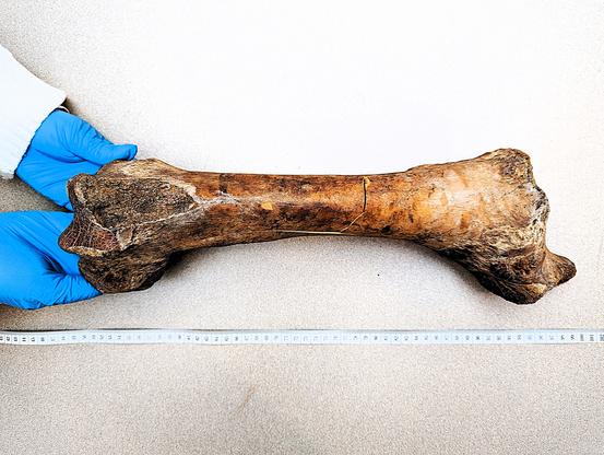 Left bison femur