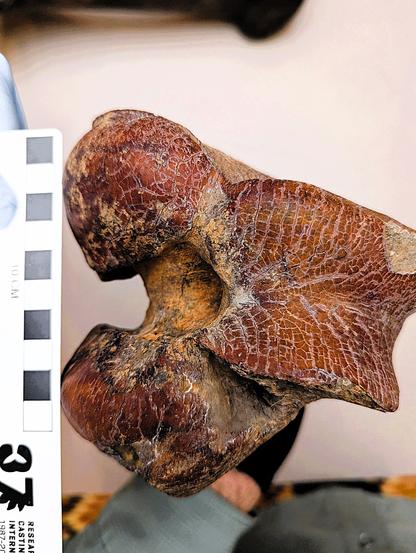 Left bison femur distal end