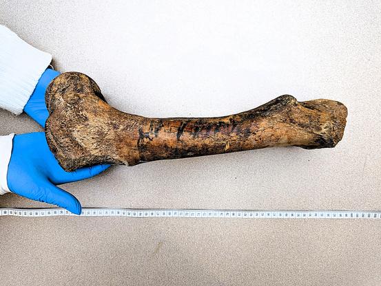 Left bison femur