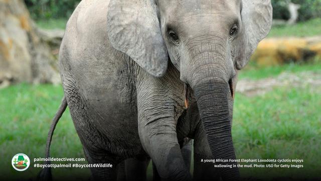 Numbers of African #Forest #Elephants 🐘🐘🐘 in #Nigeria have declined massively due to #palmoil #cocoa and #timber #deforestation, #poaching and farmers killing them for crop invasion. 😮😰Here’s how we protect them! #Boycott4Wildlife @palmoildetect https://wp.me/pcFhgU-8SD?utm_source=mastodon&utm_medium=Palm+Oil+Detectives&utm_campaign=publer