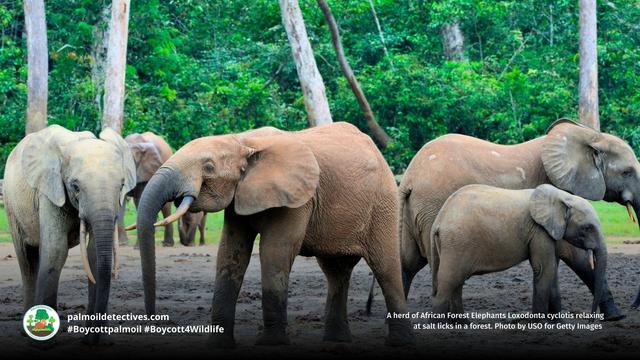 Numbers of African #Forest #Elephants 🐘🐘🐘 in #Nigeria have declined massively due to #palmoil #cocoa and #timber #deforestation, #poaching and farmers killing them for crop invasion. 😮😰Here’s how we protect them! #Boycott4Wildlife @palmoildetect https://wp.me/pcFhgU-8SD?utm_source=mastodon&utm_medium=Palm+Oil+Detectives&utm_campaign=publer