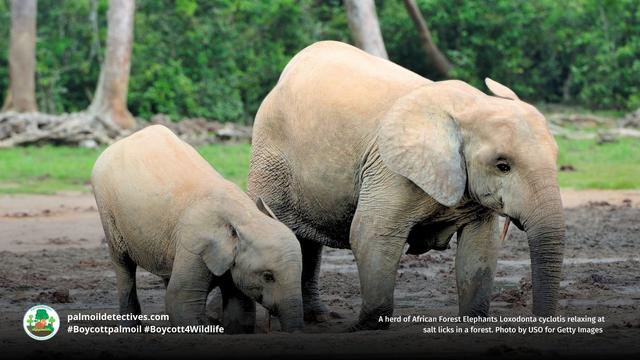 Numbers of African #Forest #Elephants 🐘🐘🐘 in #Nigeria have declined massively due to #palmoil #cocoa and #timber #deforestation, #poaching and farmers killing them for crop invasion. 😮😰Here’s how we protect them! #Boycott4Wildlife @palmoildetect https://wp.me/pcFhgU-8SD?utm_source=mastodon&utm_medium=Palm+Oil+Detectives&utm_campaign=publer