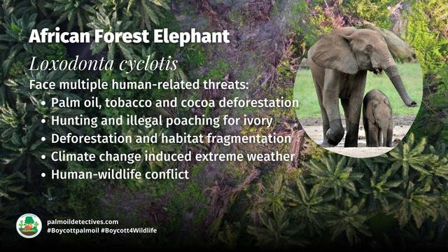 Numbers of African #Forest #Elephants 🐘🐘🐘 in #Nigeria have declined massively due to #palmoil #cocoa and #timber #deforestation, #poaching and farmers killing them for crop invasion. 😮😰Here’s how we protect them! #Boycott4Wildlife @palmoildetect https://wp.me/pcFhgU-8SD?utm_source=mastodon&utm_medium=Palm+Oil+Detectives&utm_campaign=publer