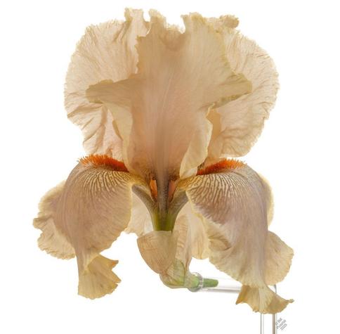 A single iris flower plugged into a glass armature on a white BG. Base colour of whole flower is golden/tan. The falls are ornamented near the shoulder with pathes of gold and lines of a darker shade of the BG colour. Beard vermillion and saffron.