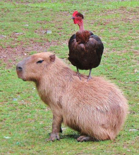 Imagen de un capibara