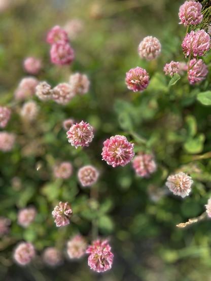 Lining down at a bunch of pink clover flowers scattered over greenery. Some are in focus and others are blurry pink balls.
