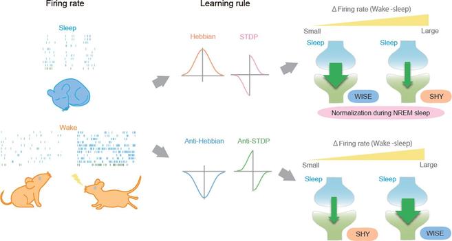 A unified framework for synaptic dynamics during the sleep–wake cycle. A Graphical abstract of a unified framework for synaptic dynamics during the sleep–wake cycle. SHY: synaptic homeostasis hypothesis, WISE: wake inhibition sleep excitation.