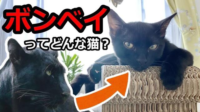 【祖先はクロヒョウ！？】ボンベイってどんな猫？【黒猫】