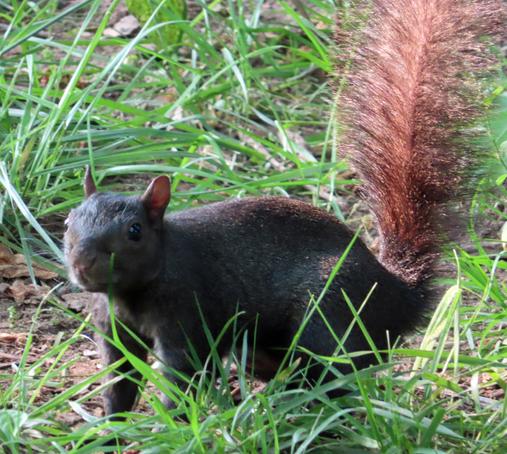 black squirrel with reddish tail