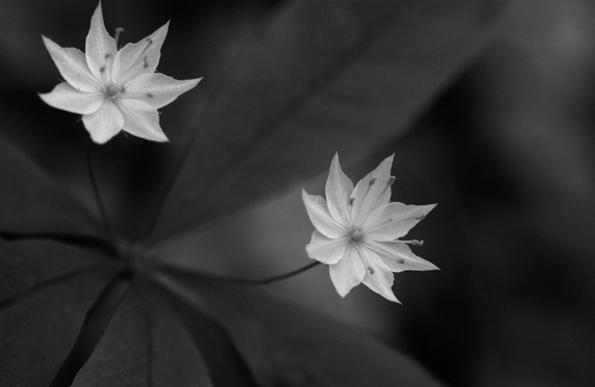 Macro photograph in black and white of two 15 mm open flowers, with eight delicate pointy petals and eight anthers at the end of long white stamens, on long stems side by side in the centre of the plant's leaves. The flowers look like stars.