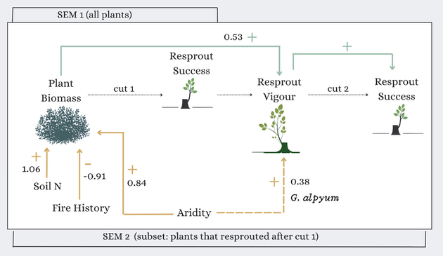 Structural equation modeling (SEM) of resprouting success and vigour along an aridity gradient