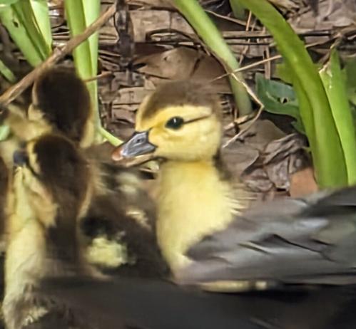 Zoom/crop of a tiny baby muscovy duckling, showing a very curious personality. Whilst the many siblings are resting and paying little attention to goings on, this duckling perks their head up above the crowd, extending their little head and neck for a better view of the photographer.
