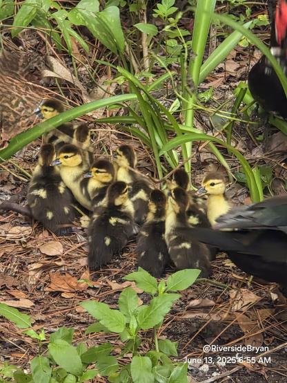 Full version.  A red blur of papa muscovy's head and carnucles as his head bobs to the pace of his chirping sounds, and mama's tail feathers as she moves towards papa, both next to a large group of tiny yellow and brown fluffy ducklings, resting in a patch of dry leaves and fallen pine needles.  One of the group is showing a very curious personality. Whilst the many siblings are resting and paying little attention to goings on, this duckling perks their head up above the crowd, extending their little head and neck for a better view of the photographer.